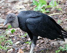 Black Vulture