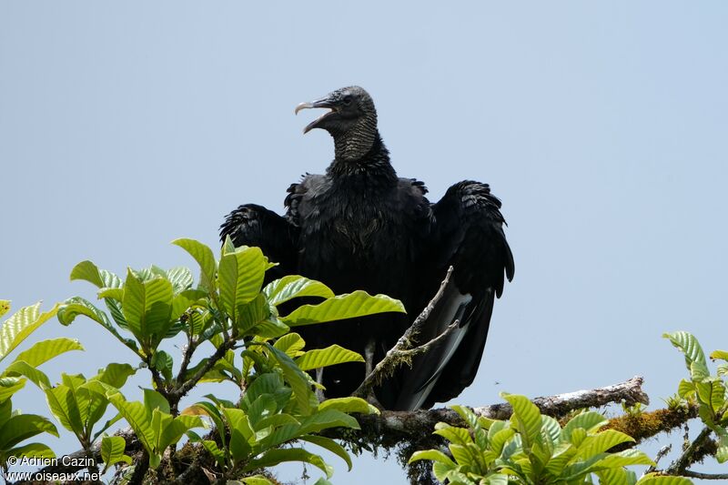 Black Vultureadult, identification, song
