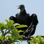 Black Vulture