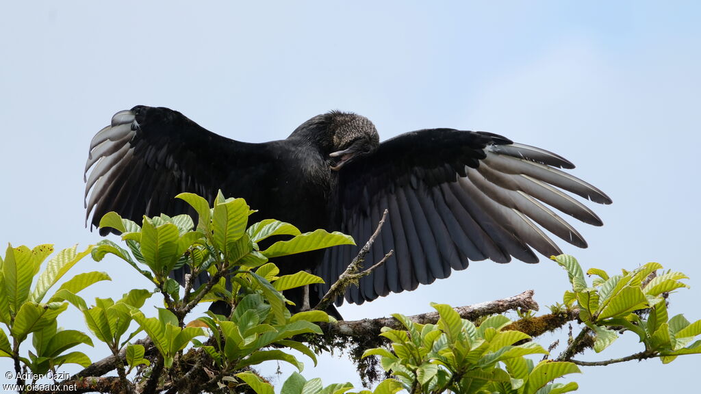 Black Vultureadult, identification