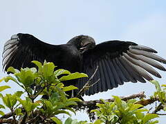 Black Vulture