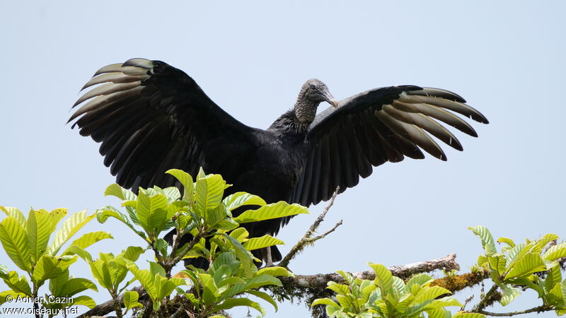 Black Vultureadult, identification