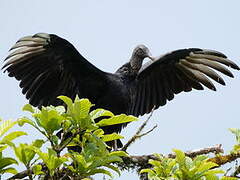 Black Vulture