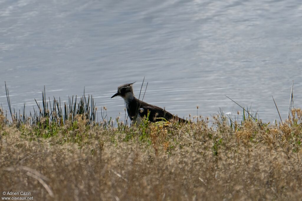 Northern Lapwing female adult