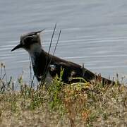 Northern Lapwing