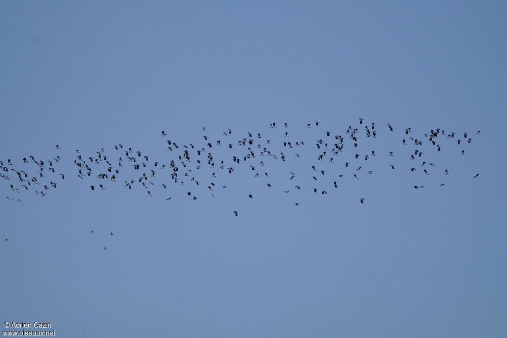 Northern Lapwing, Flight