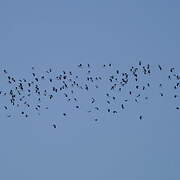 Northern Lapwing