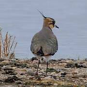 Northern Lapwing