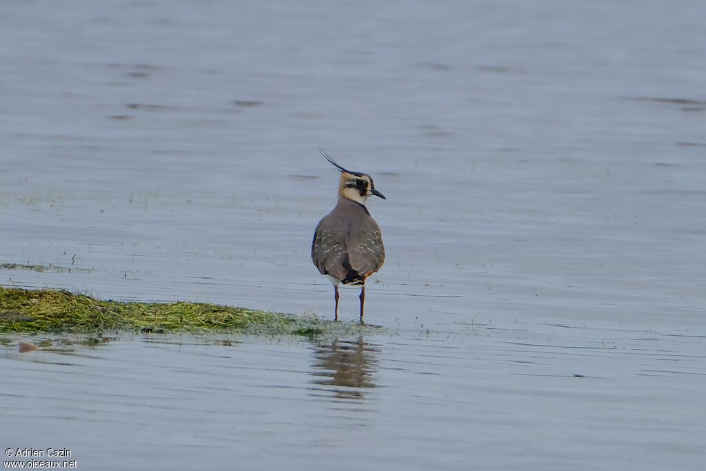 Northern Lapwing