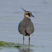 Northern Lapwing