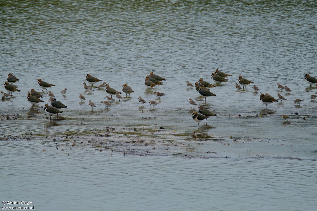 Northern Lapwing