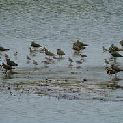 Northern Lapwing