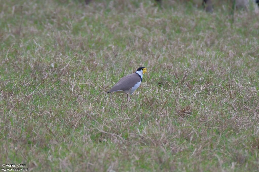 Masked Lapwingadult