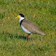 Masked Lapwing