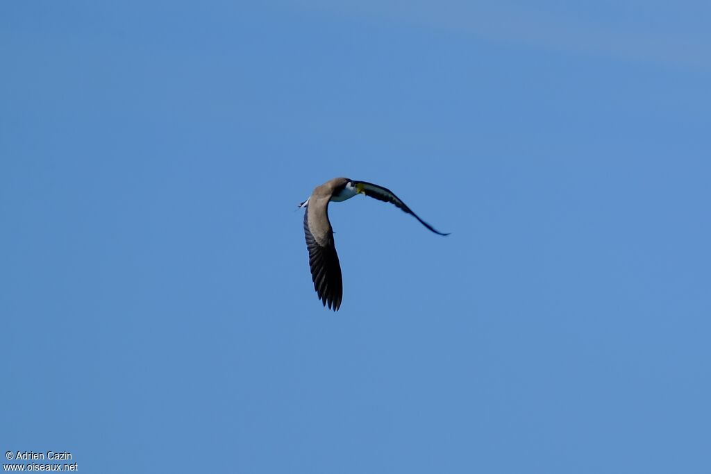 Masked Lapwingadult, Flight