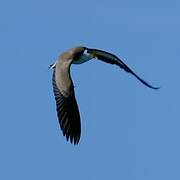 Masked Lapwing