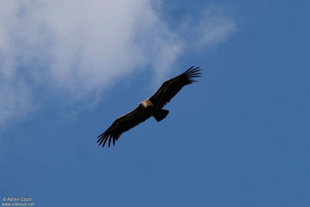 Griffon Vulture, Flight