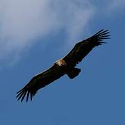 Griffon Vulture