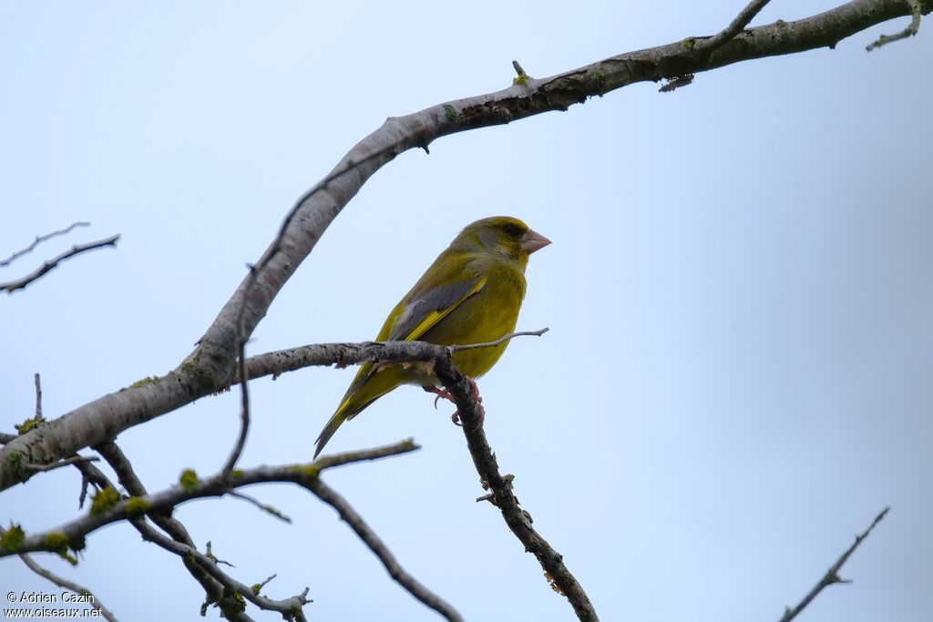 European Greenfinch male adult breeding, identification