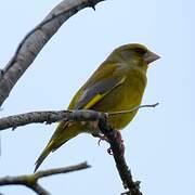 European Greenfinch