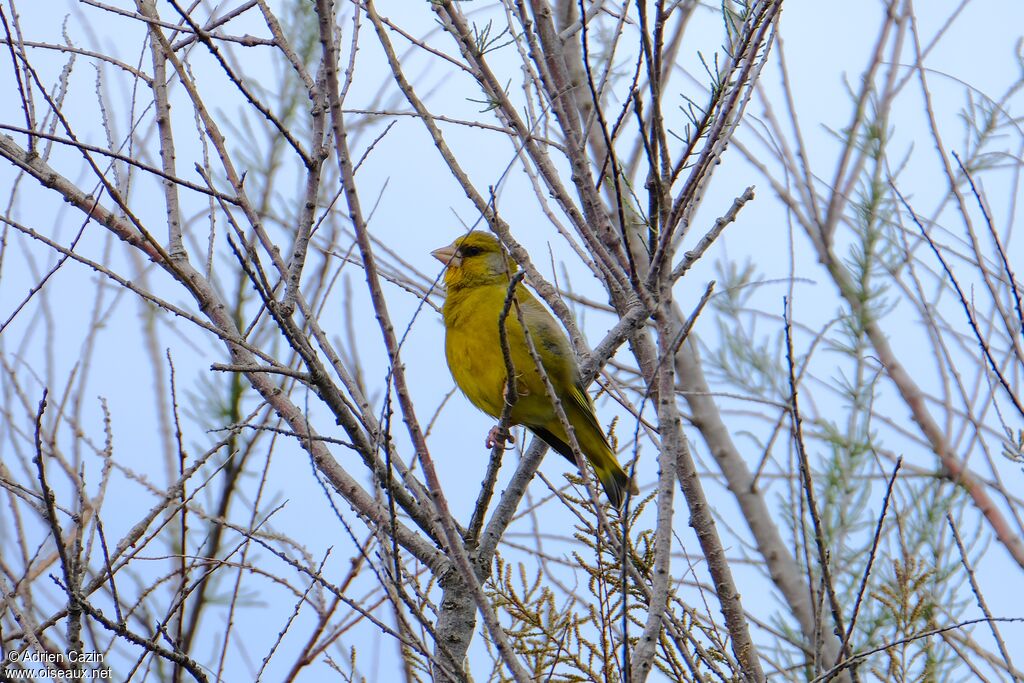 European Greenfinch male adult breeding