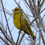 European Greenfinch