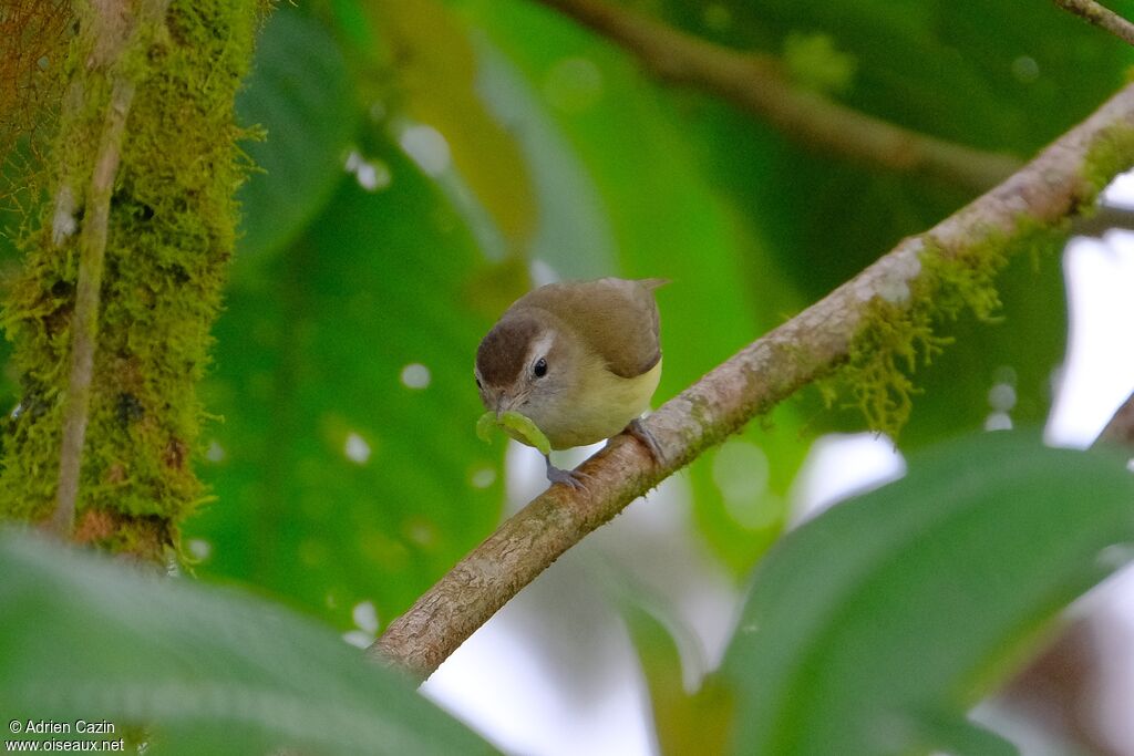 Brown-capped Vireoadult, eats