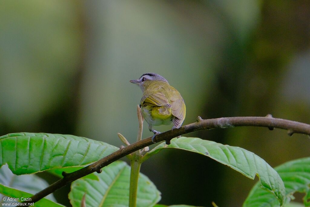 Red-eyed Vireoadult