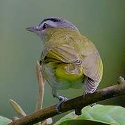 Red-eyed Vireo