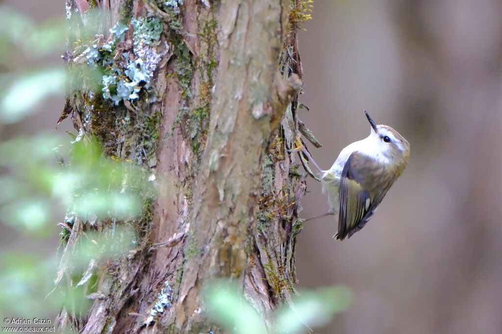 Rifleman female adult, identification