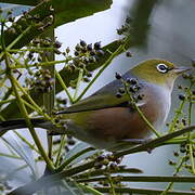 Zostérops à dos gris