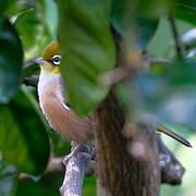 Silvereye