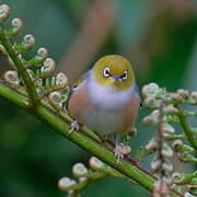 Silvereye