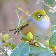 Silvereye