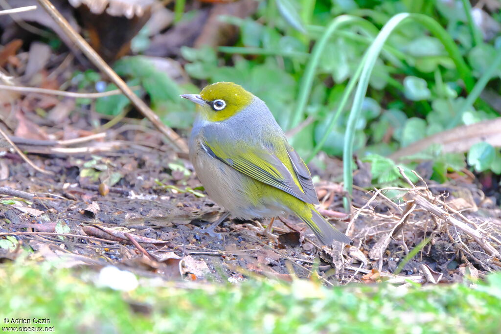 Silvereye, walking