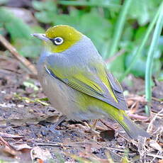 Zostérops à dos gris