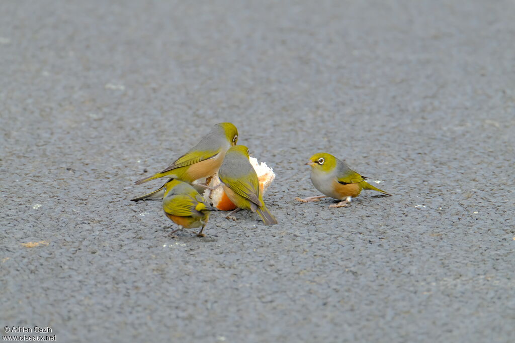 Silvereye, eats