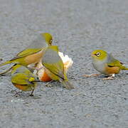 Silvereye