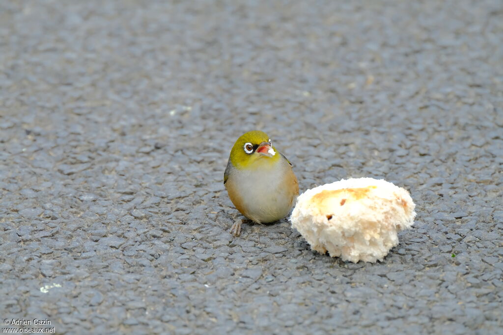 Silvereye, eats