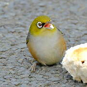 Silvereye