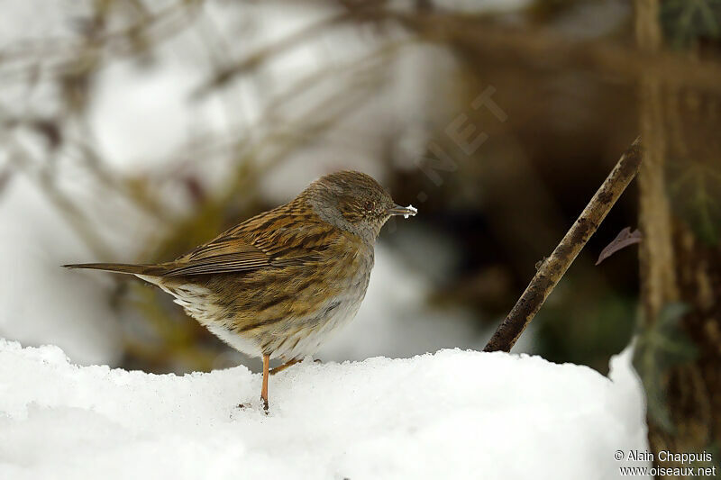 Accenteur mouchetadulte, identification, Comportement