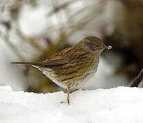 Dunnock