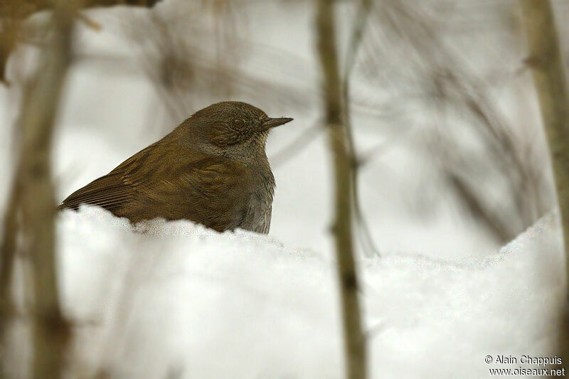 Dunnockadult, identification, Behaviour