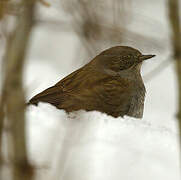 Dunnock