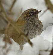 Dunnock