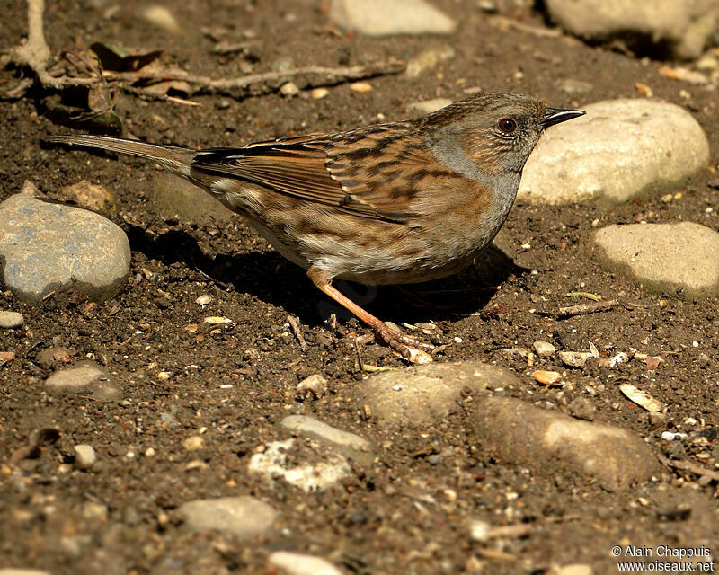 Accenteur mouchetadulte, identification