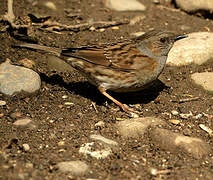 Dunnock