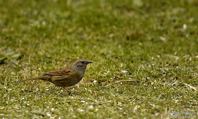 Dunnockadult, identification, Behaviour