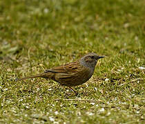 Dunnock