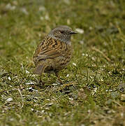 Dunnock